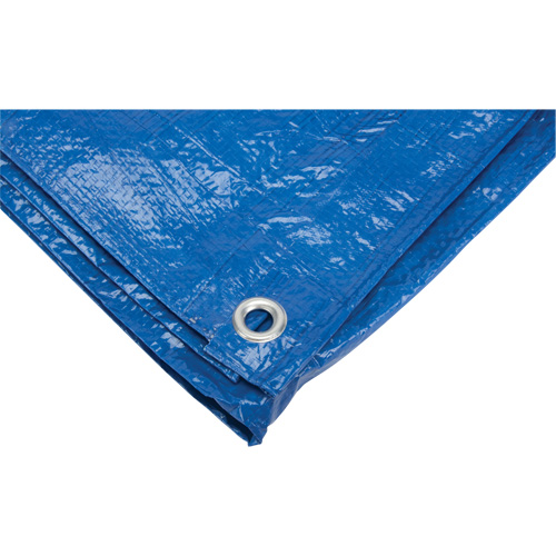 Tarp