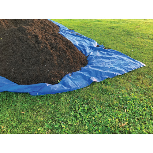 Tarp